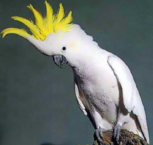 UN CACATUA DELL’AUSTRALIA IN UN MANOSCRITTO DEL XIII SECOLO