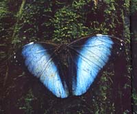 fascia2002-03