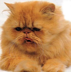 gatto1