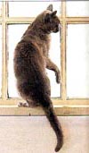 gatto2