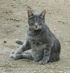 gattomatto