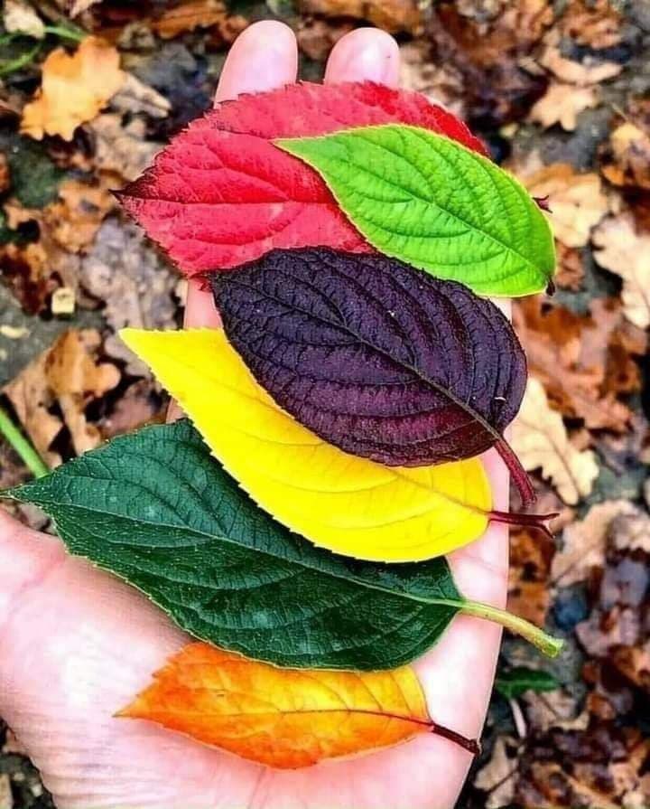 poesia foglie