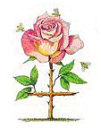 Spinola simbolo rosa croce