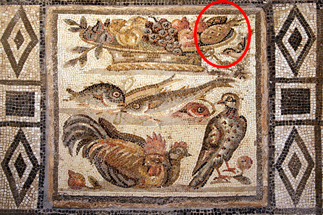UN MISTERO FRA I DUE MONDI IN NOME DELL’ANANAS-PIGNA