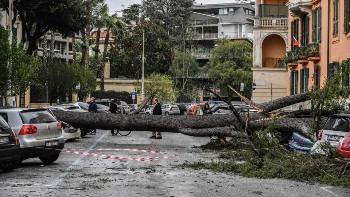 CHI SOSTITUIRÀ GLI ALBERI TAGLIATI?