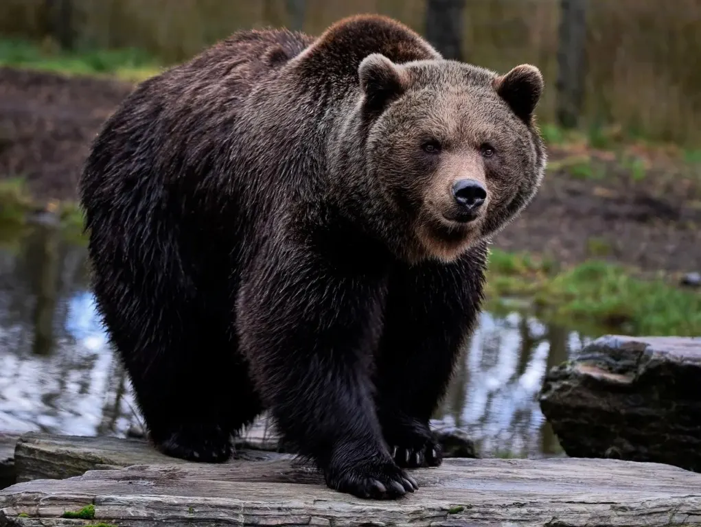 orso nord Italia