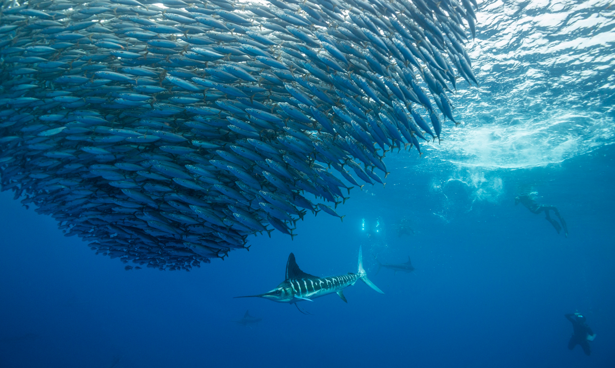 blog sardine