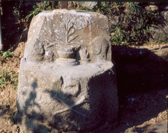 ANCHE IL MAIS FRA LE PIANTE AMERICANE NOTE PRIMA DEL 1492