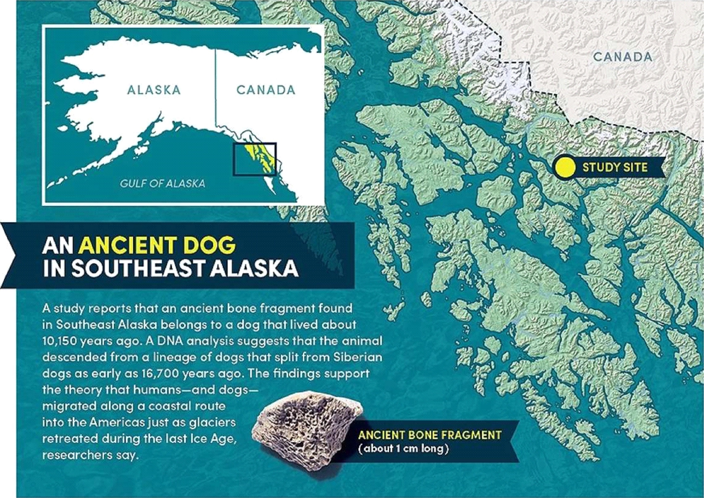 osso cane America dettaglio mappa ritrovamento Alaska