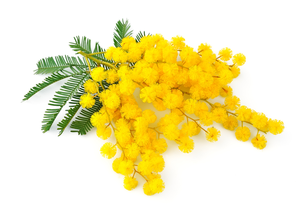 mimosa 8 Marzo 2024 - festa della donna