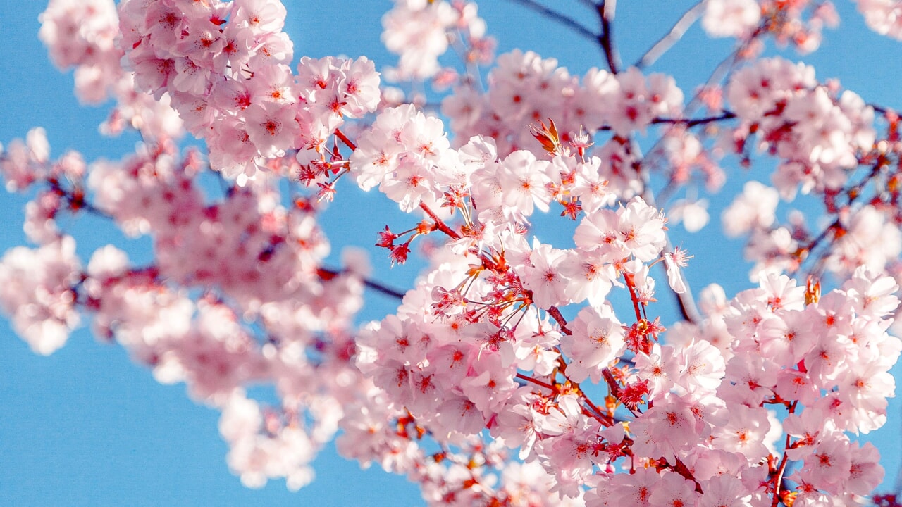 poesie - primavera